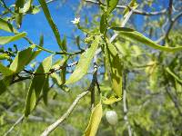 Vallesia glabra image