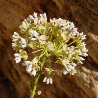 Asclepias leptopus image