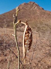 Asclepias subulata image