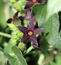 Matelea tristiflora image