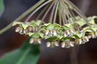 Asclepias ovata image