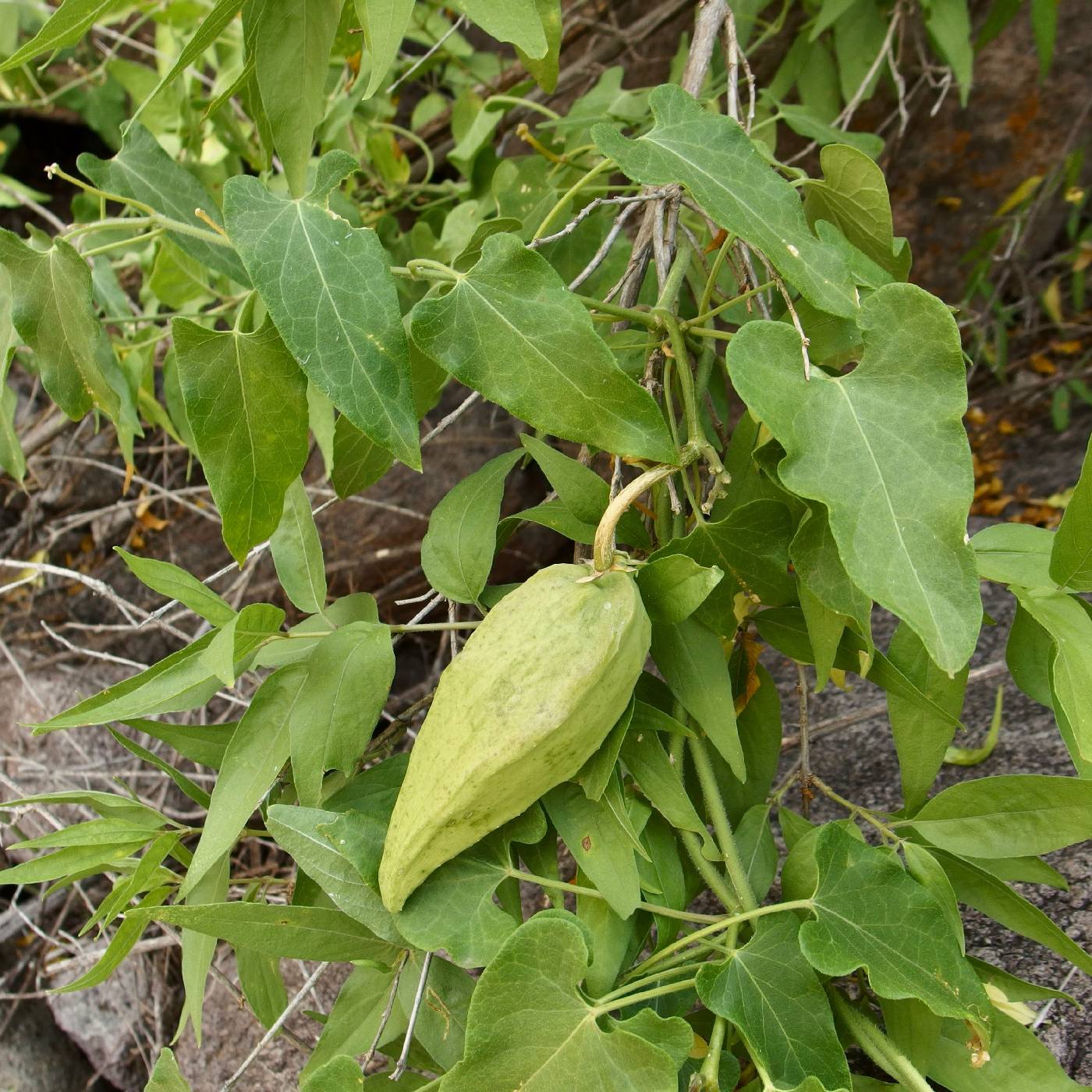 Matelea arizonica image