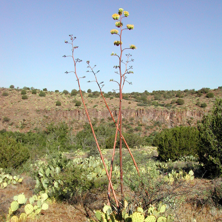 Agave verdensis image