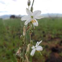 Echeandia flavescens image