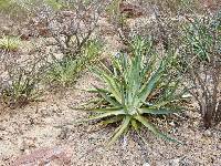 Image of Agave chrysoglossa