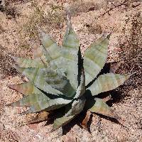 Image of Agave colorata