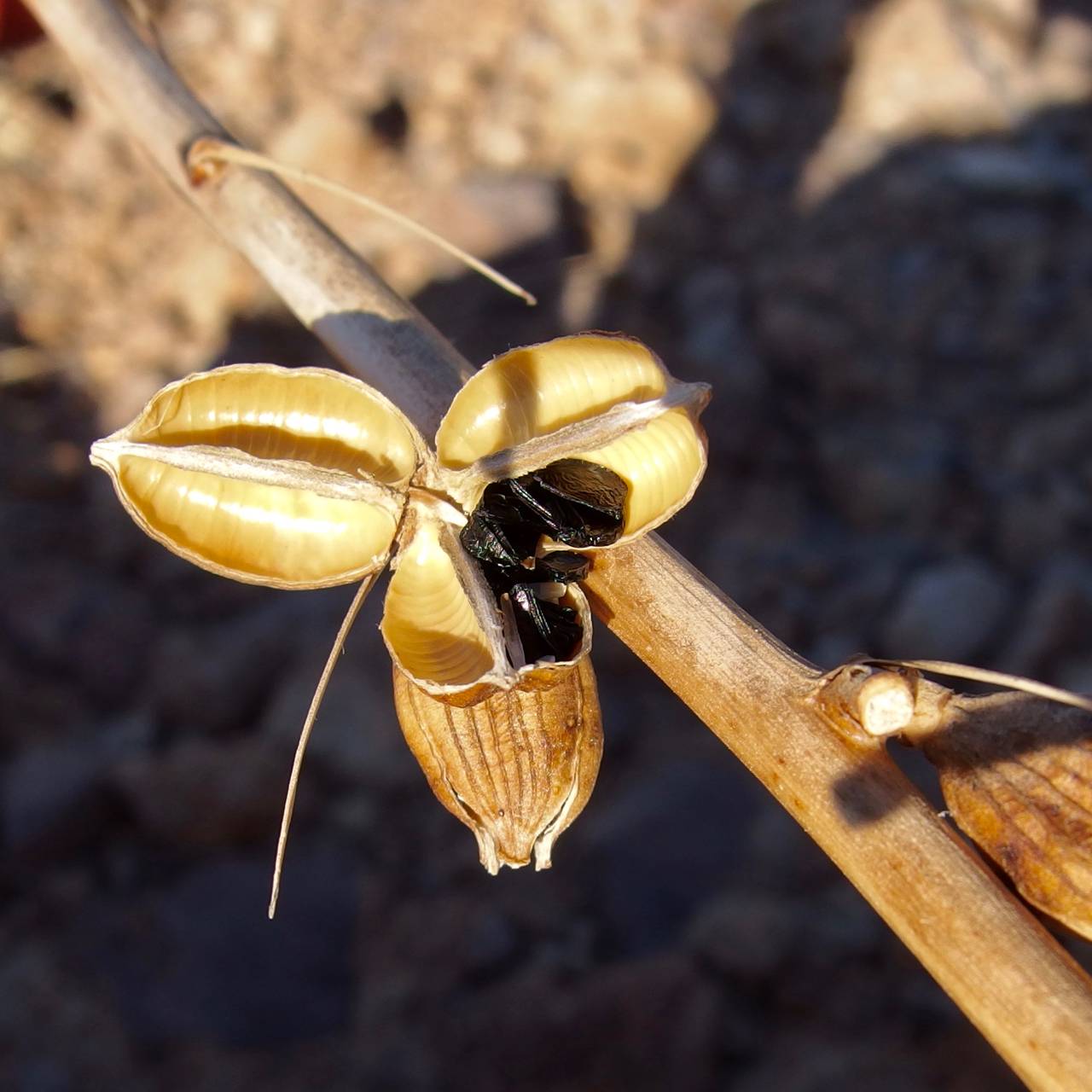 Agave felgeri image