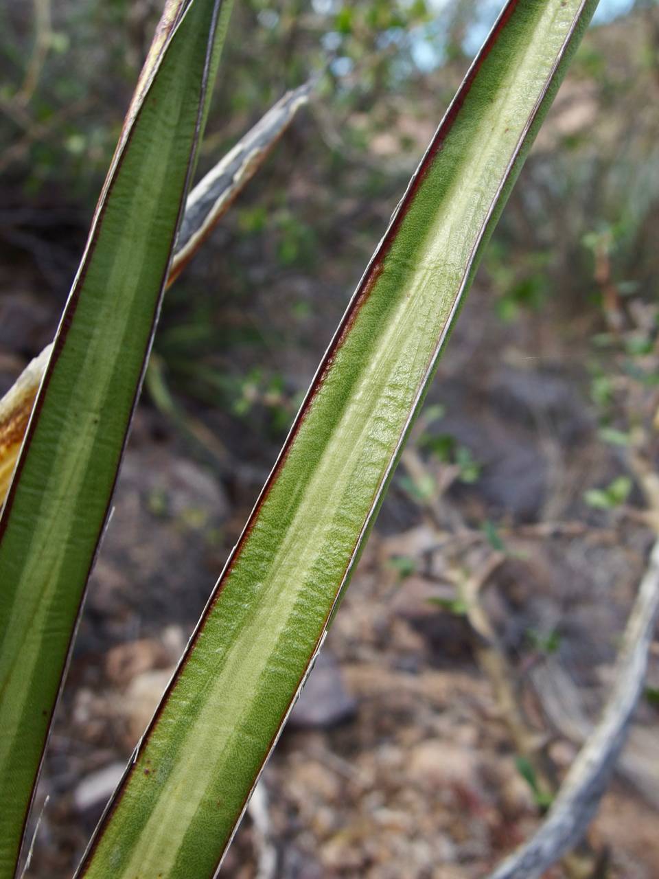 Agave felgeri image