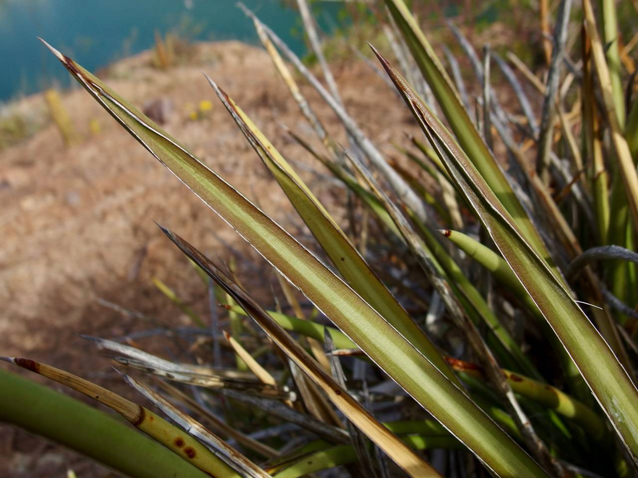 Agave felgeri image