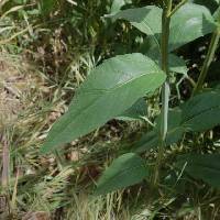 Helianthus nuttallii image