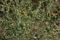 Encelia frutescens image