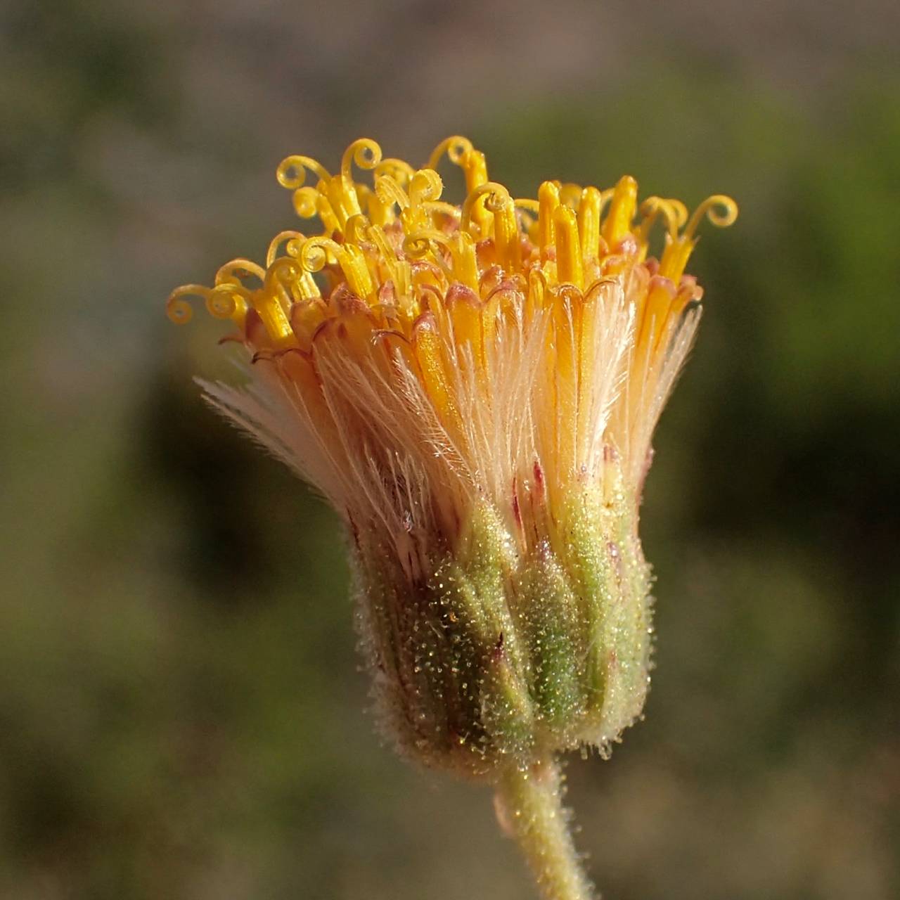 Bebbia atriplicifolia image