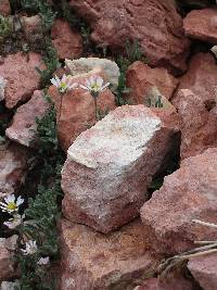 Erigeron sionis var. trilobatus image