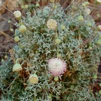 Hofmeisteria crassifolia image