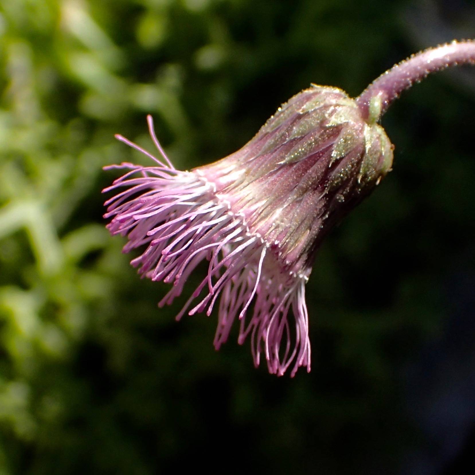 Hofmeisteria fasciculata image