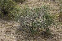 Encelia frutescens image