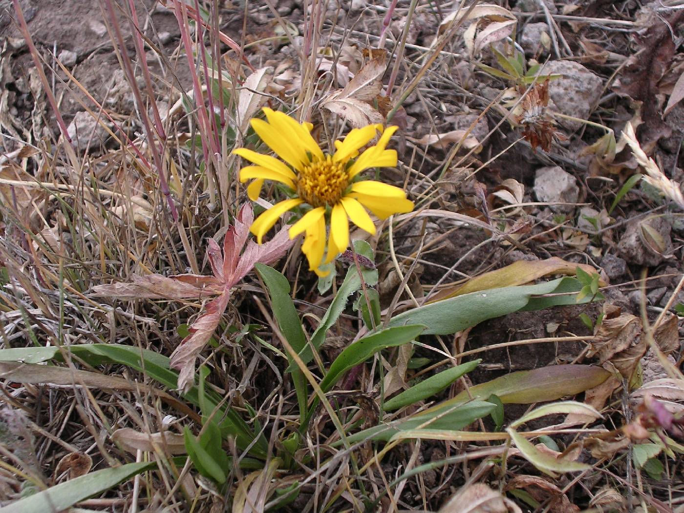 Haplopappus clementis image