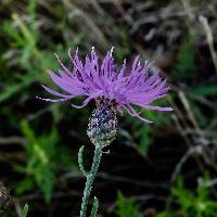 Centaurea stoebe image