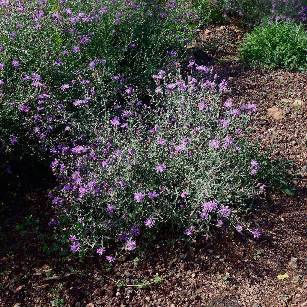 Centaurea biebersteinii image