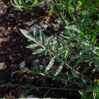 Centaurea stoebe image