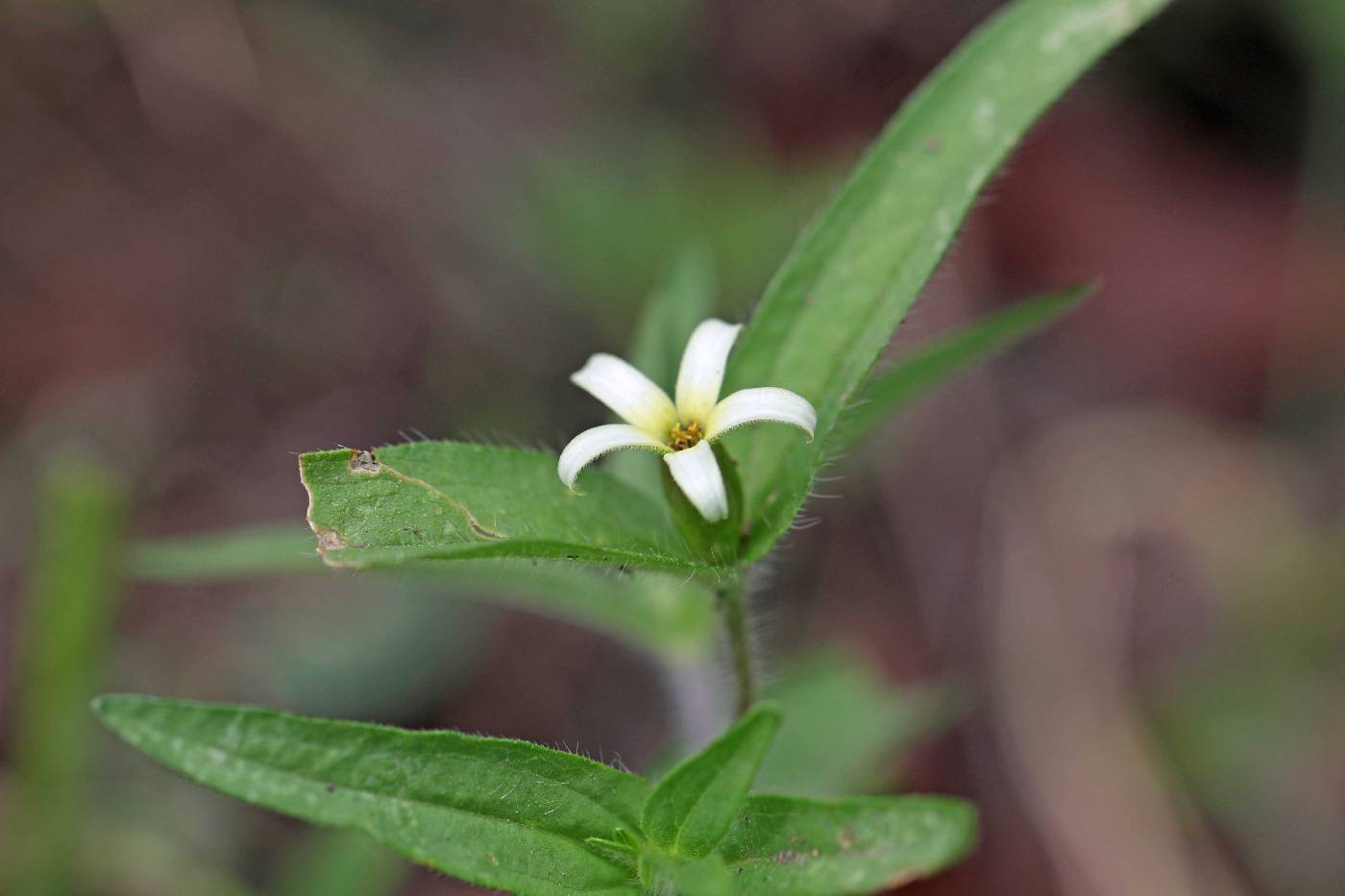 Zinnia zinnioides image