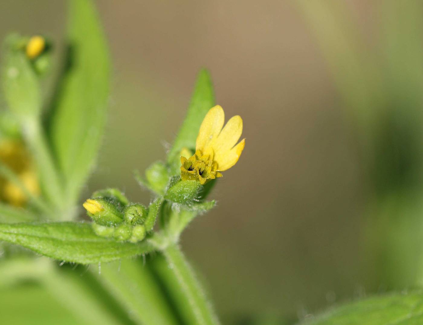 Milleria quinqueflora image