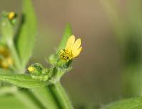 Media resource of Milleria quinqueflora