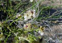 Ambrosia salsola image