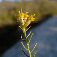 Image of Haplopappus sonoriensis