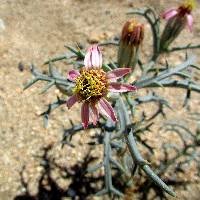 Image of Nicolletia occidentalis