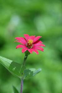 Zinnia peruviana image