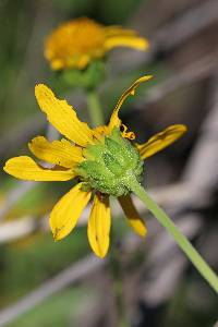 Verbesina rothrockii image