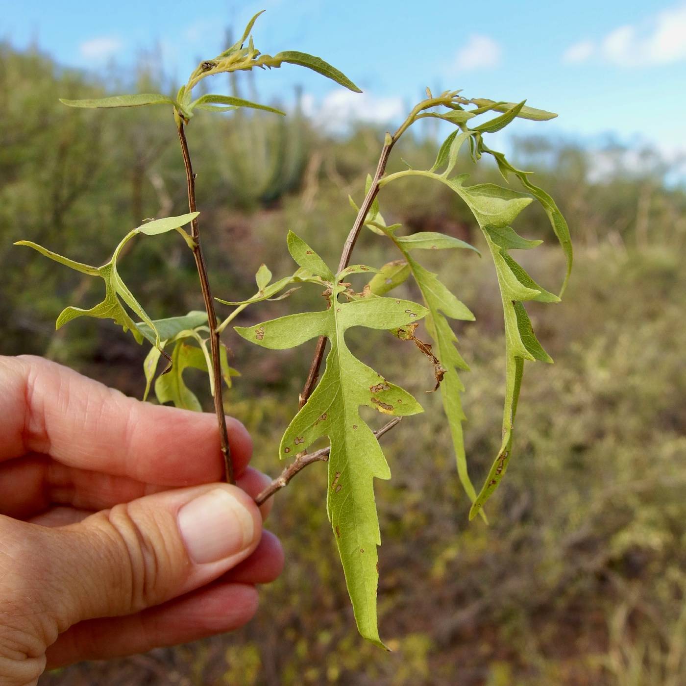 Ambrosia acuminata image