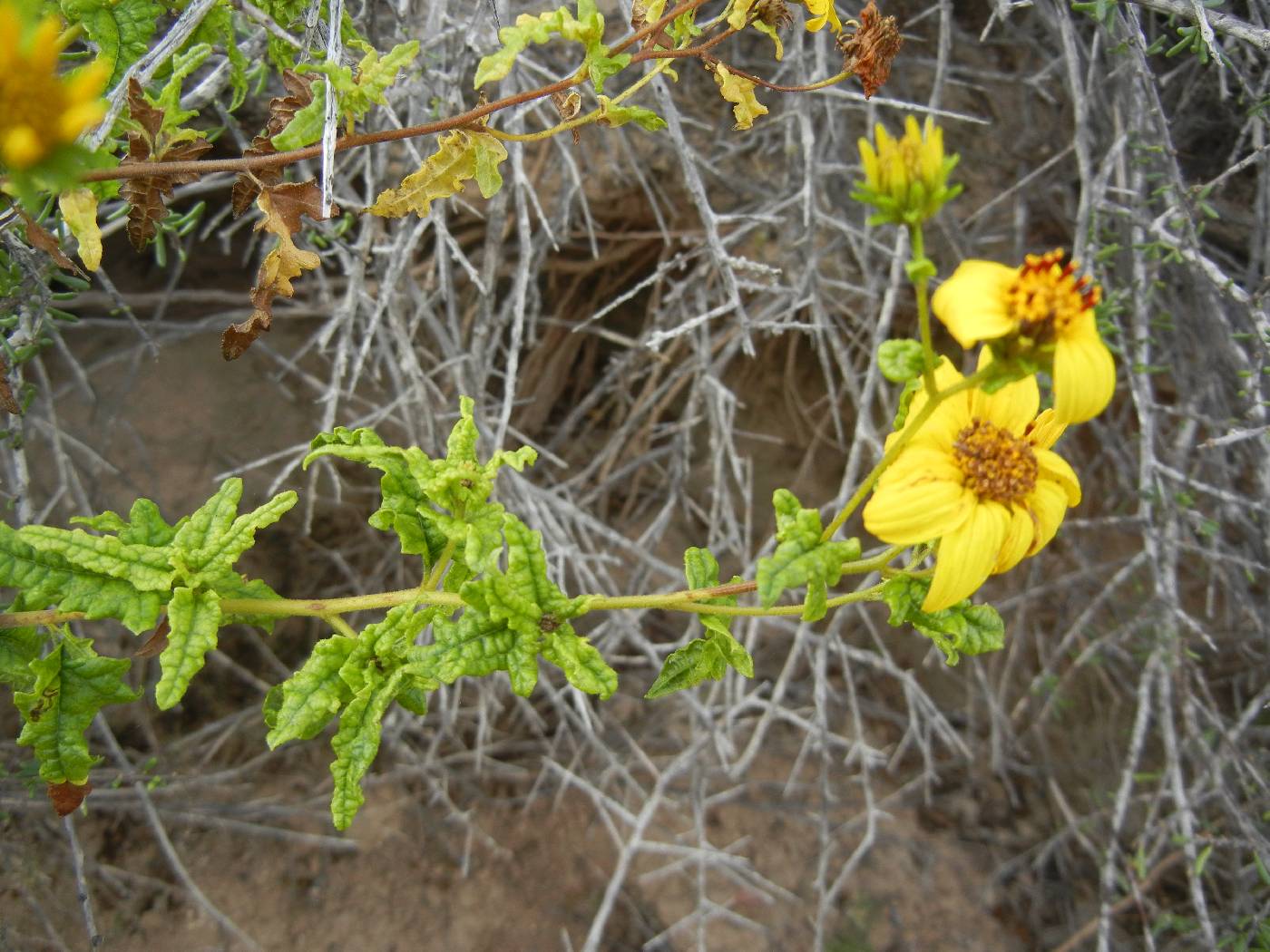 Bahiopsis laciniata image