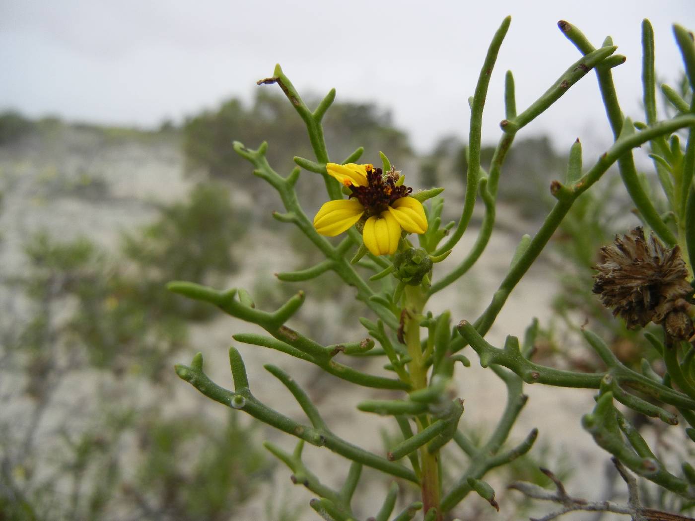 Encelia ventorum image