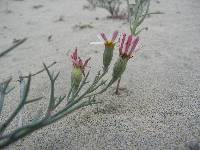 Nicolletia trifida image