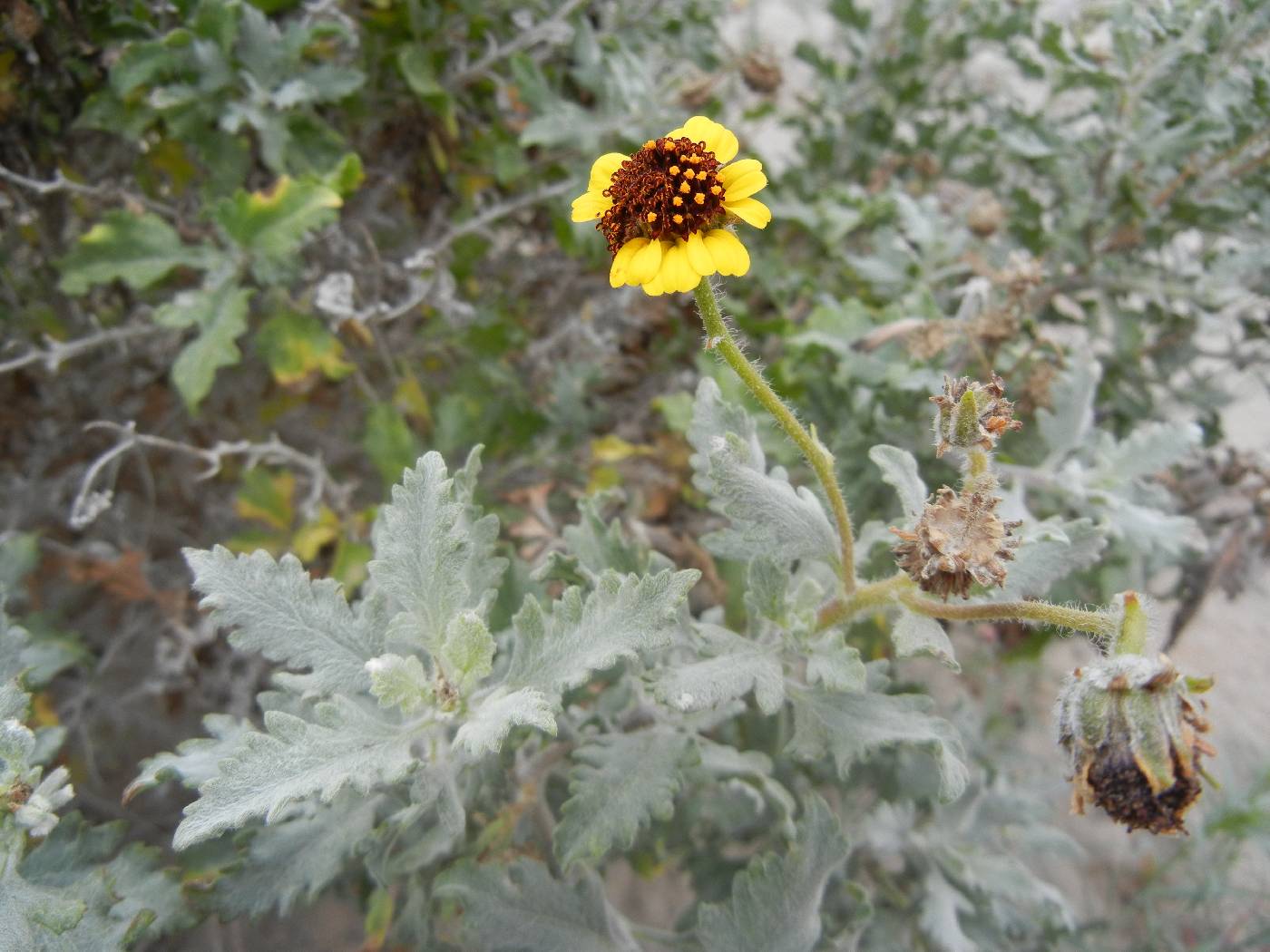 Encelia laciniata image