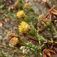 Bajacalia crassifolia image