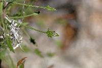 Pleurocoronis pluriseta image