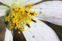 Cosmos pringlei image