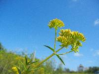 Flaveria linearis image