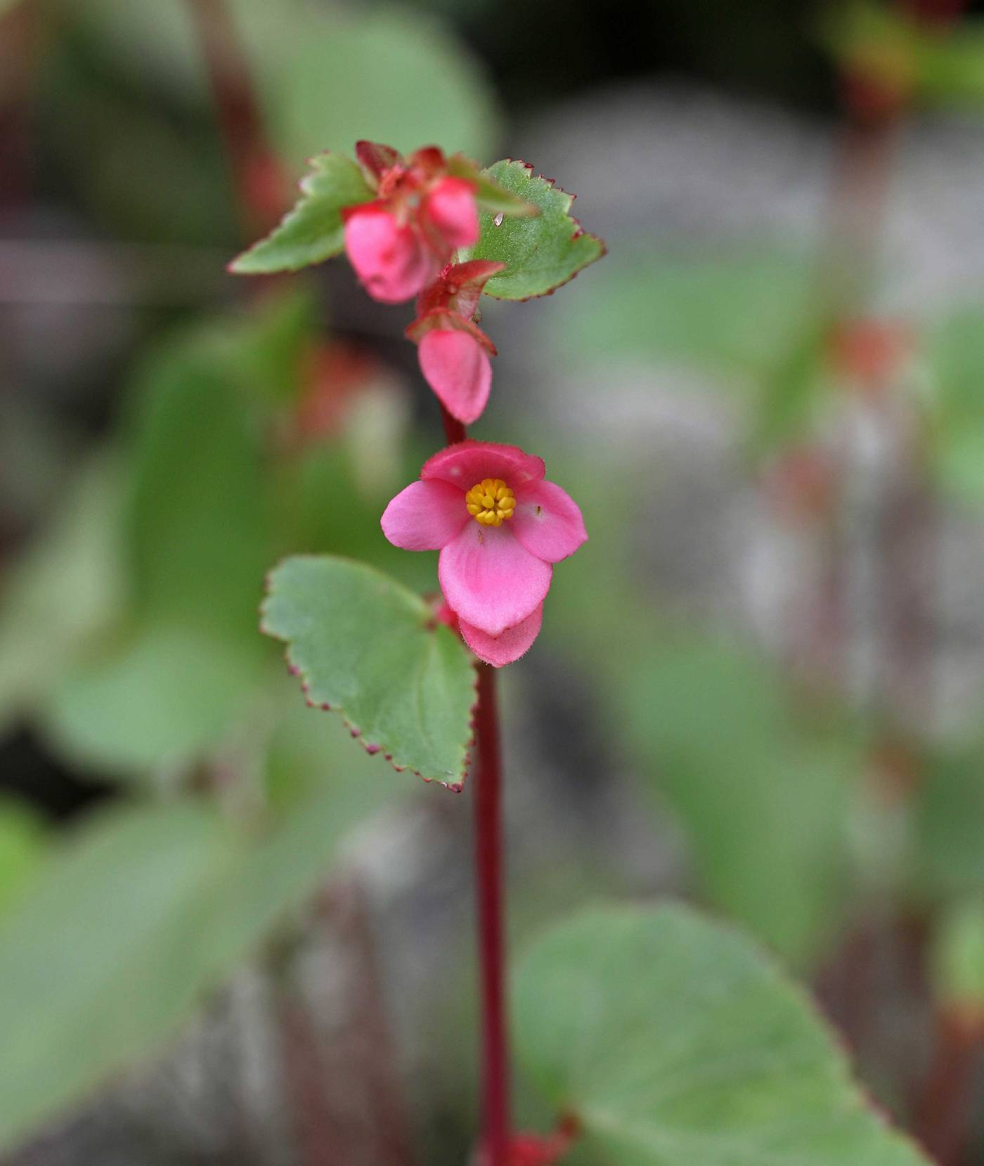 Begonia gracilis image