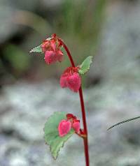 Begonia gracilis image