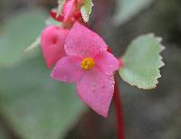 Begonia gracilis image