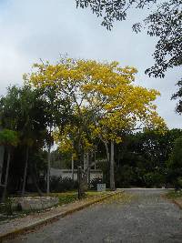 Image of Tabebuia guayacan