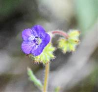 Phacelia distans image