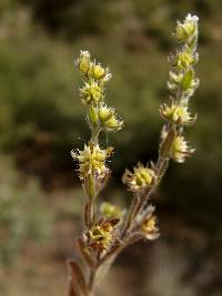 Lappula occidentalis var. cupulata image