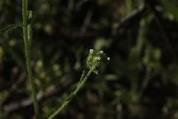 Cryptantha pterocarya image