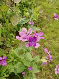 Lunaria annua image