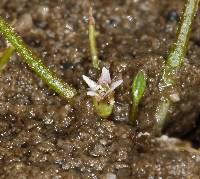 Subularia aquatica subsp. americana image